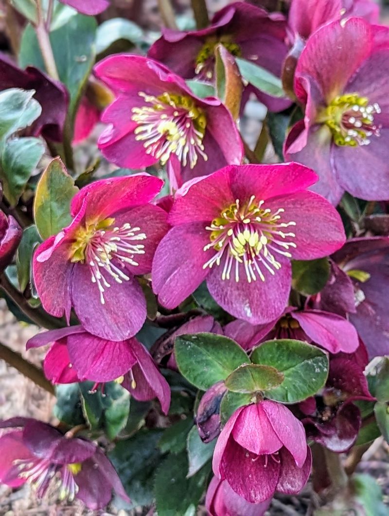 Hellebore