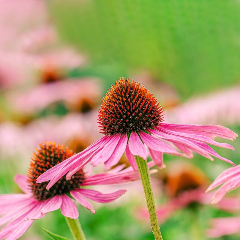 Coneflower
