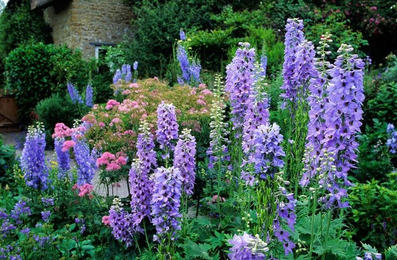 Delphiniums