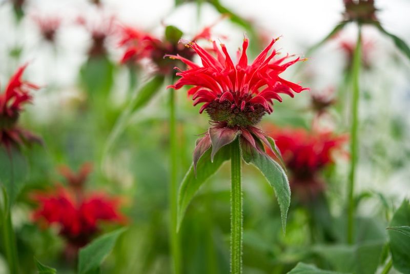 Bee Balm (Monarda)