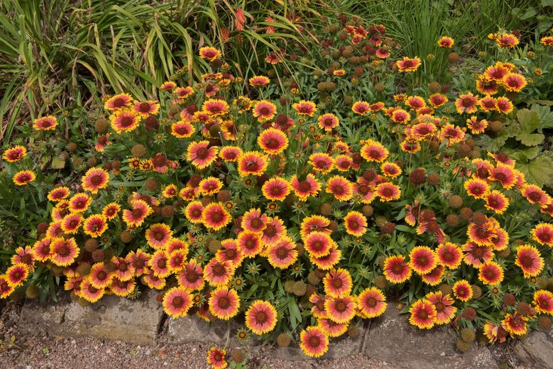Gaillardia