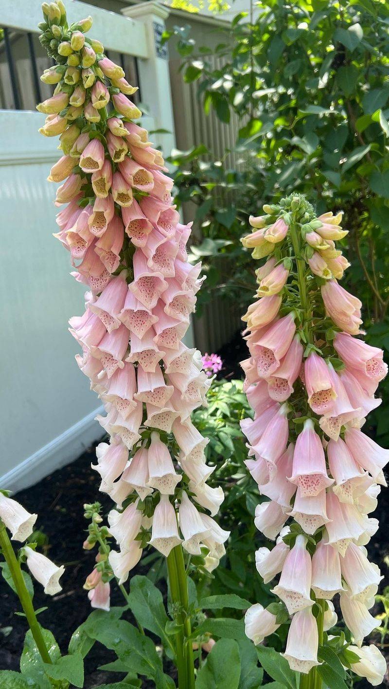 Foxglove 'Pink Gin'
