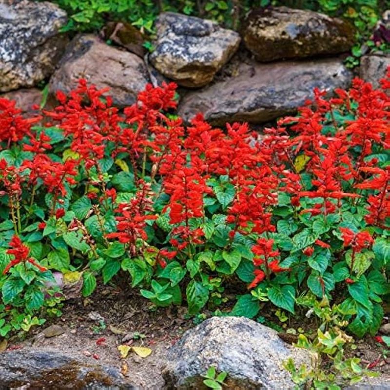 Salvia (Blue or Red)
