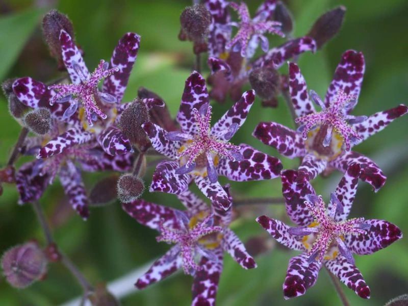 Toad Lily