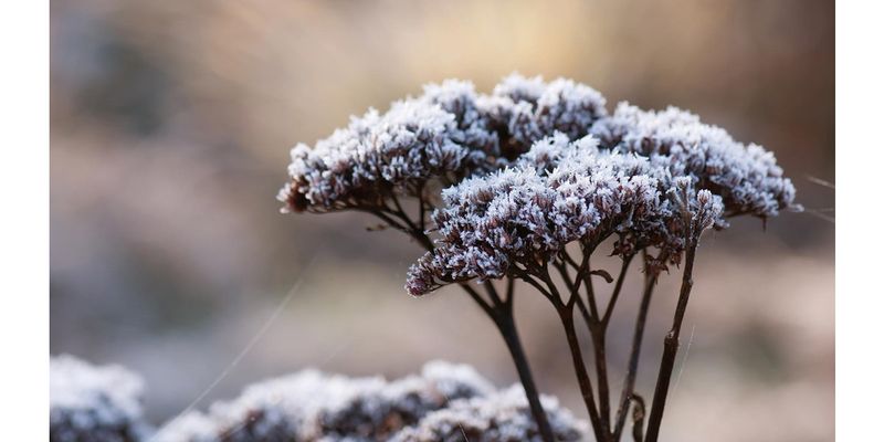 Sedum's Winter Showcase