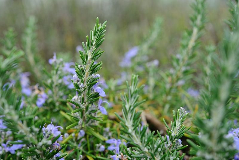 Rosemary