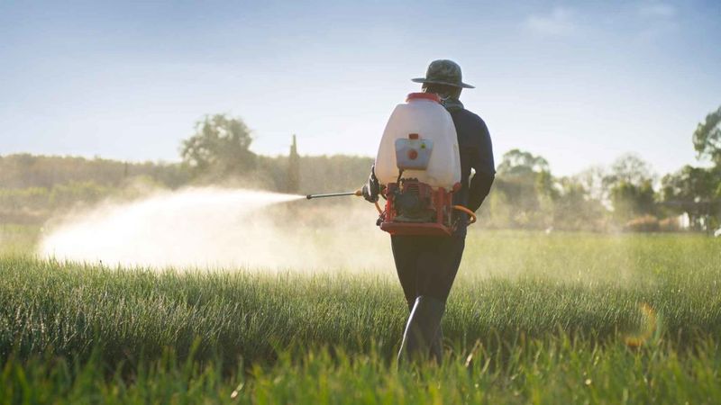 Boric Acid Application