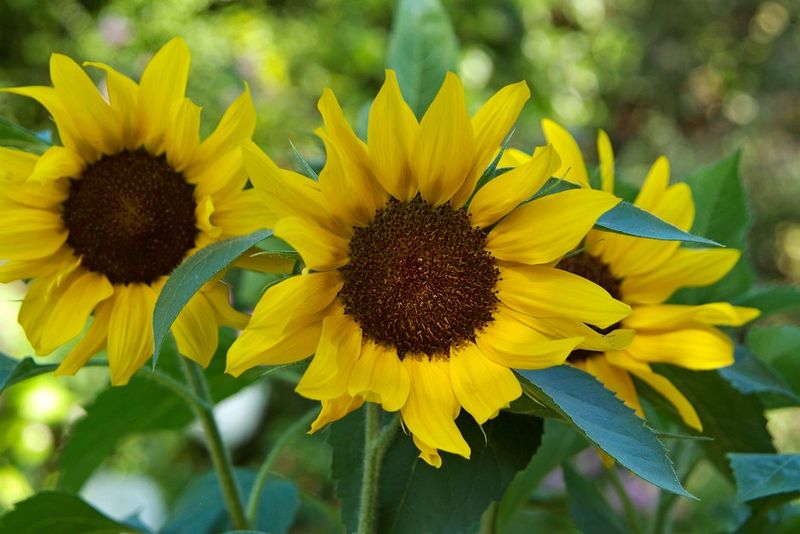 Sunflower Petals (Helianthus annuus)