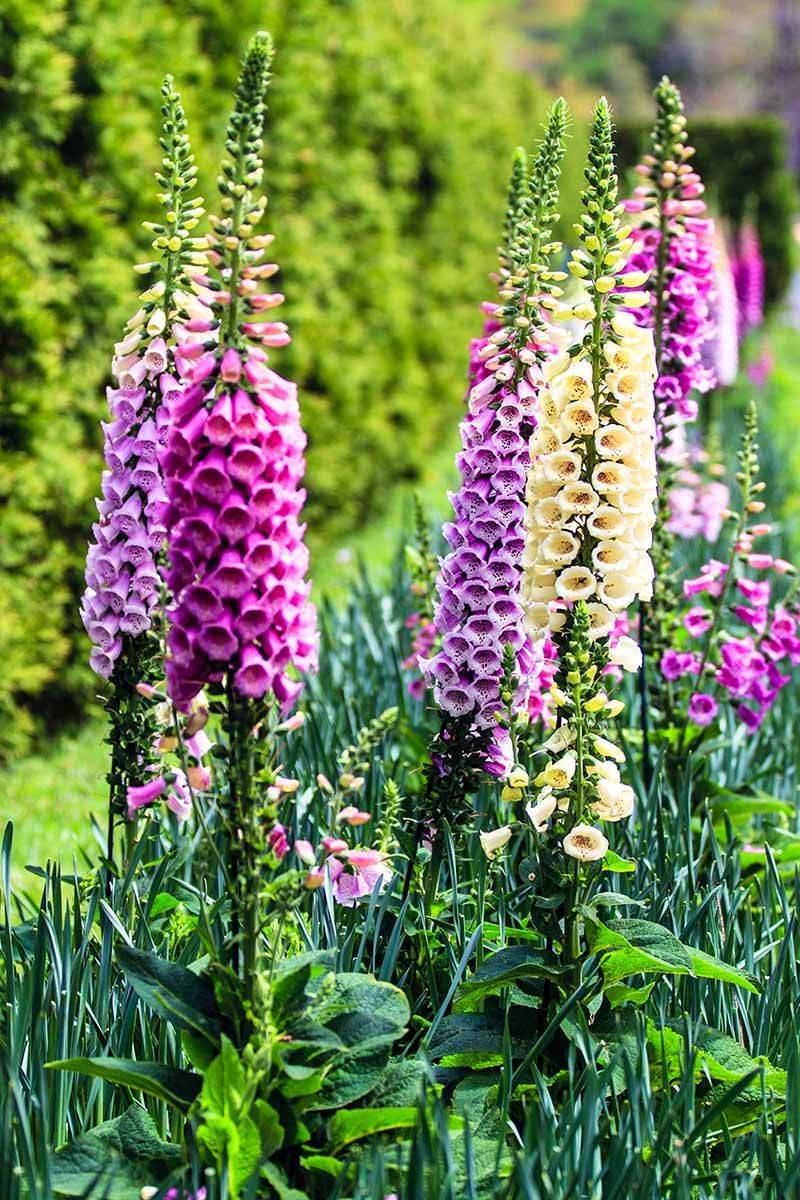 Foxgloves
