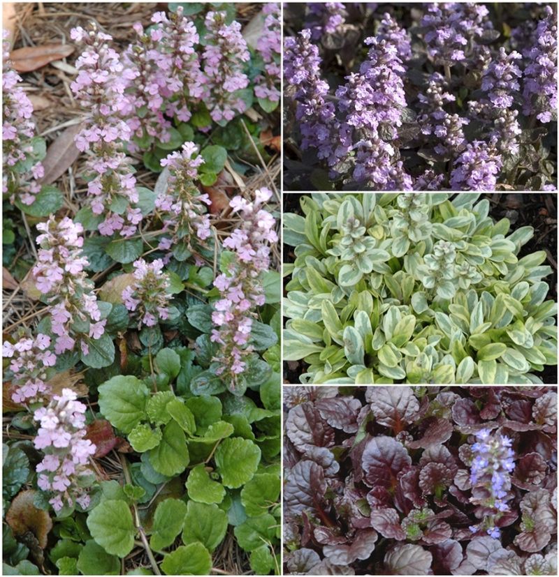Bugleweed Varieties
