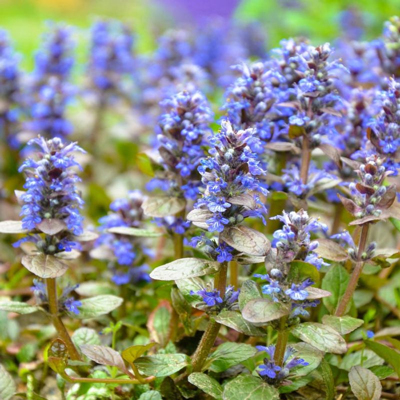 Bugleweed
