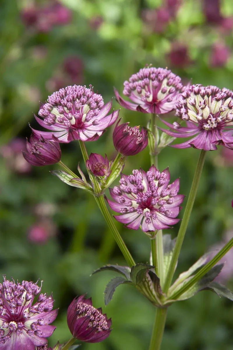Astrantia