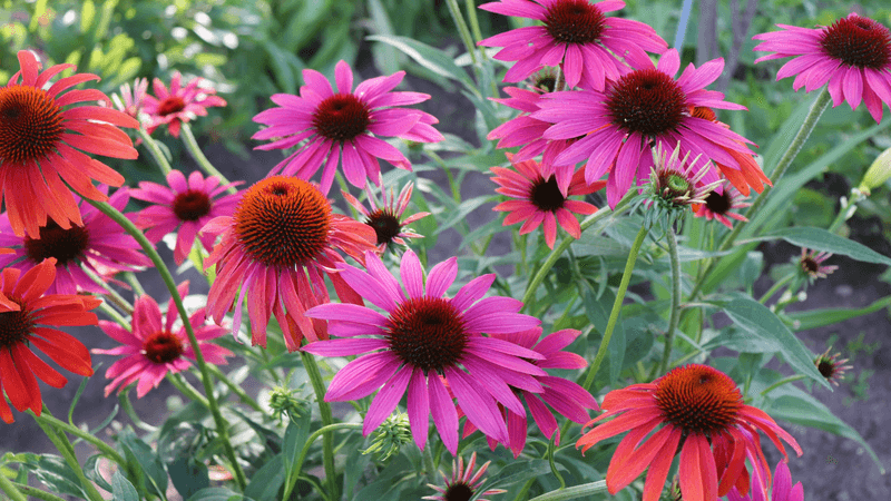 Coneflower