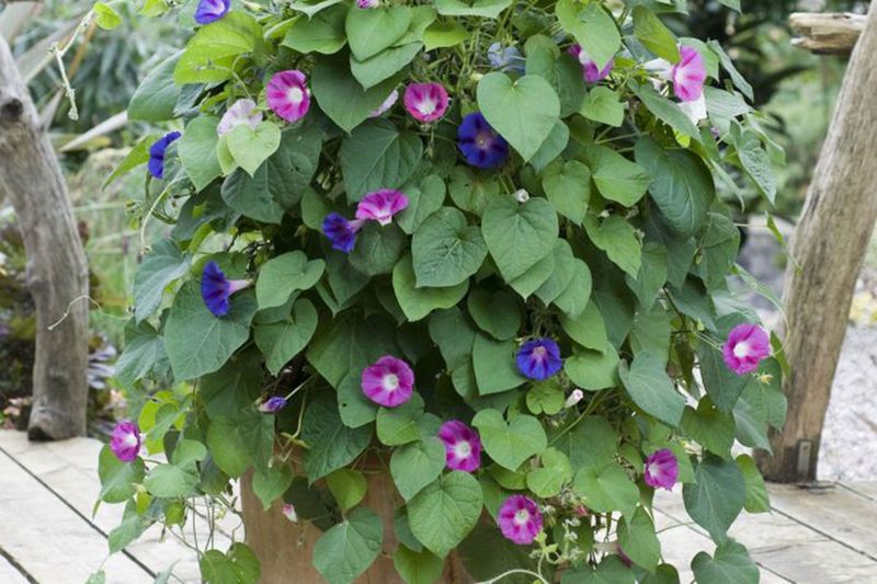 Morning Glories