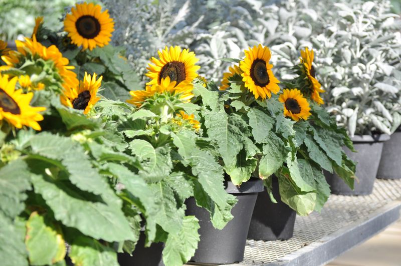 Sunflowers (Dwarf Varieties)