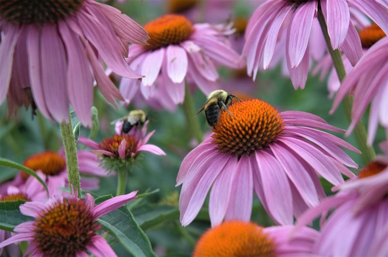 Echinacea