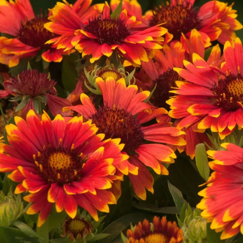 Gaillardia