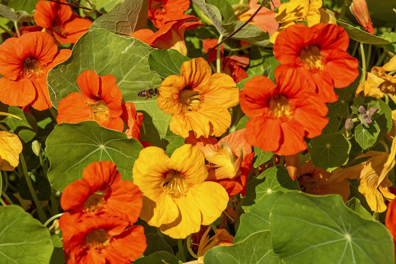 Nasturtiums (Tropaeolum majus)