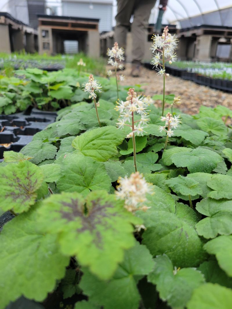 Tiarella Cordifolia