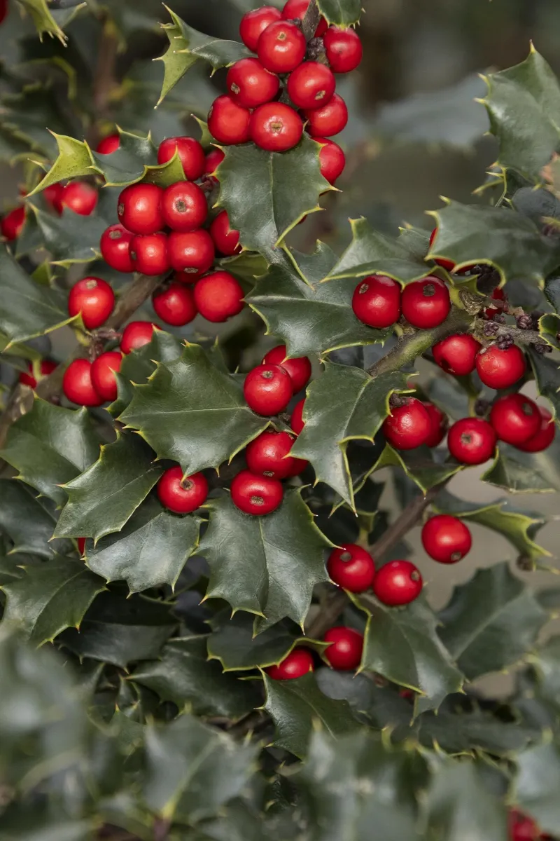 Holly (Ilex aquifolium)