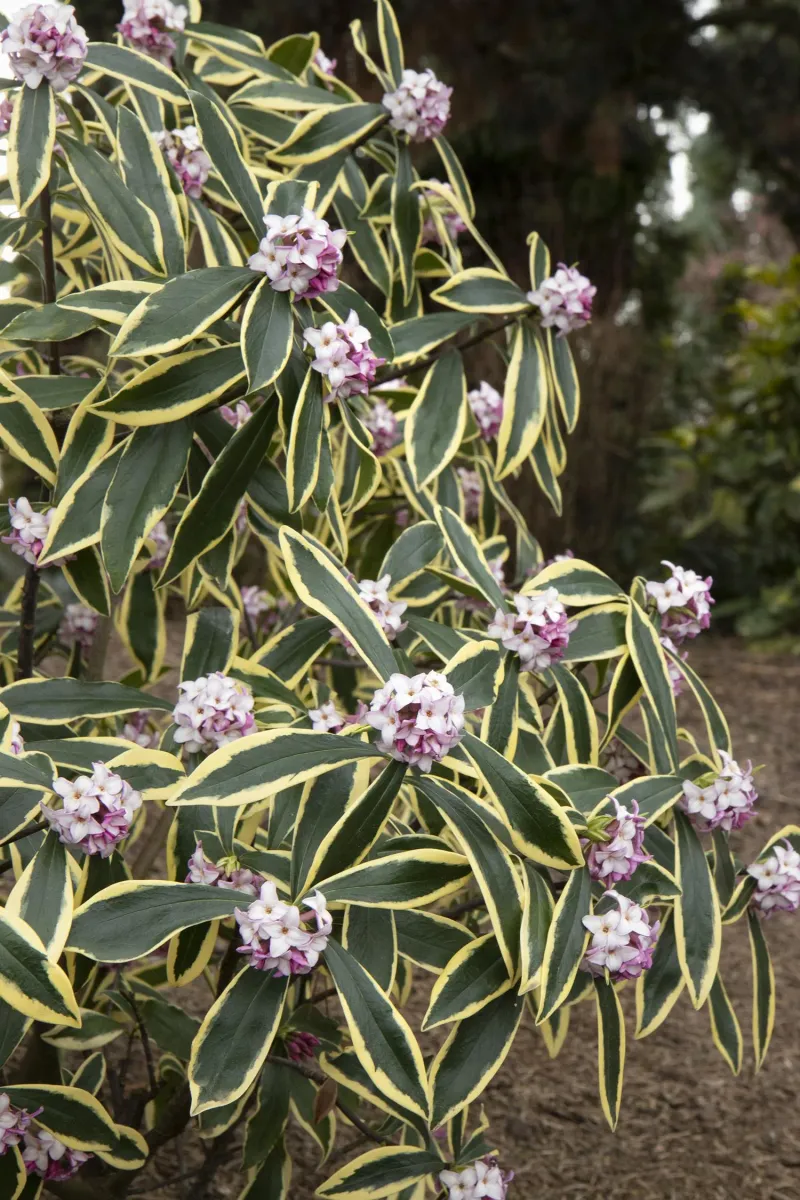 Winter Daphne (Daphne odora)