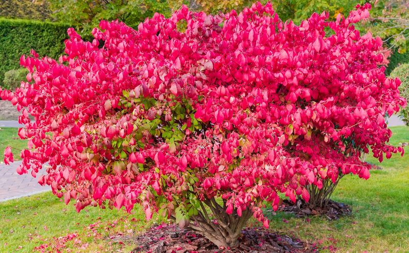 Dwarf Burning Bush