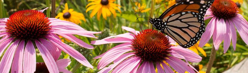 Pollinator's Paradise