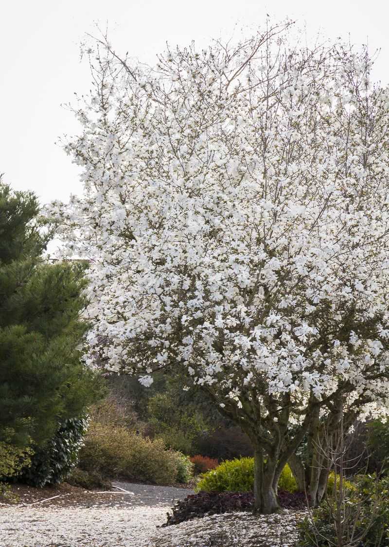 Star Magnolia (Magnolia stellata)