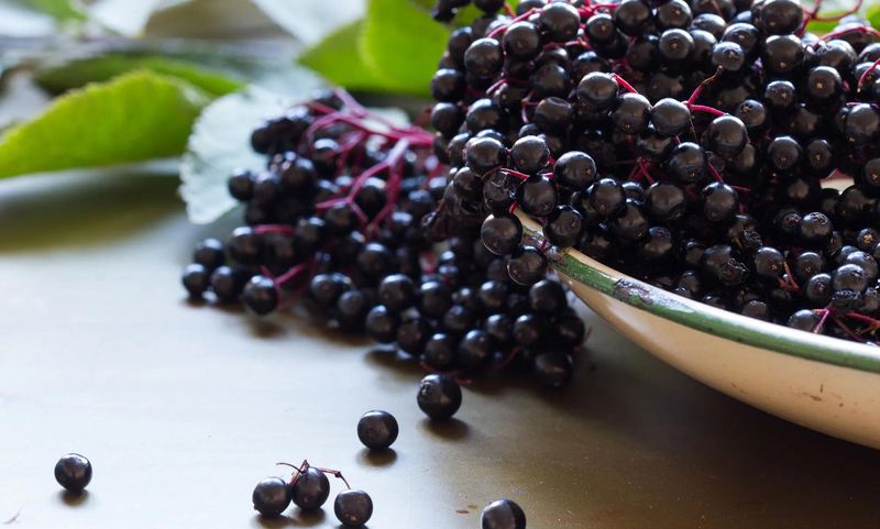 Elderberries