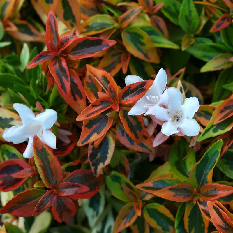 Abelia 'Kaleidoscope'