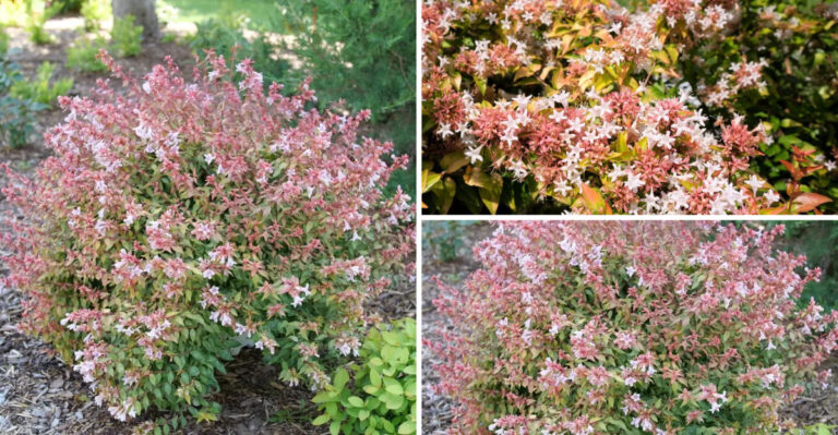 Create a Magazine-Worthy Yard With This Underrated Shrub: Abelia