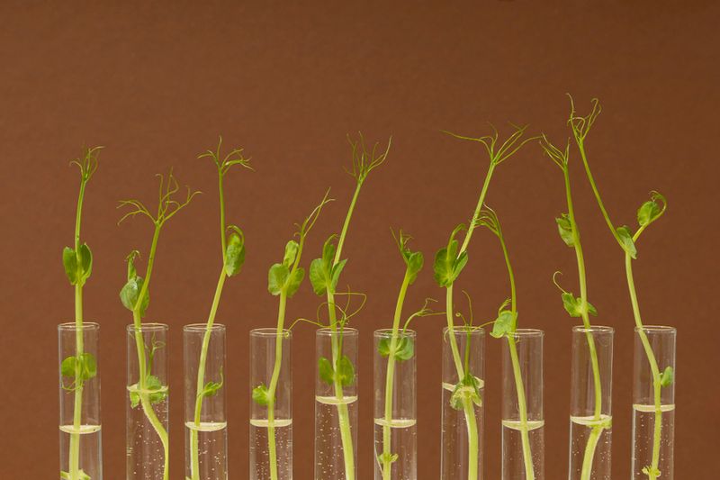 Incorporating Natural Remedies