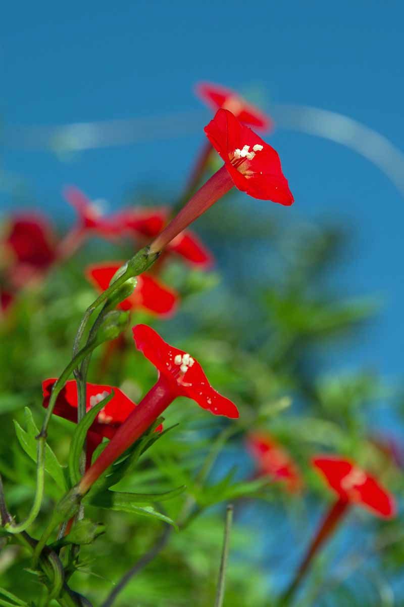 Sustainable Gardening Practices