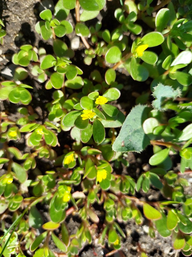 Purslane (Portulaca oleracea)