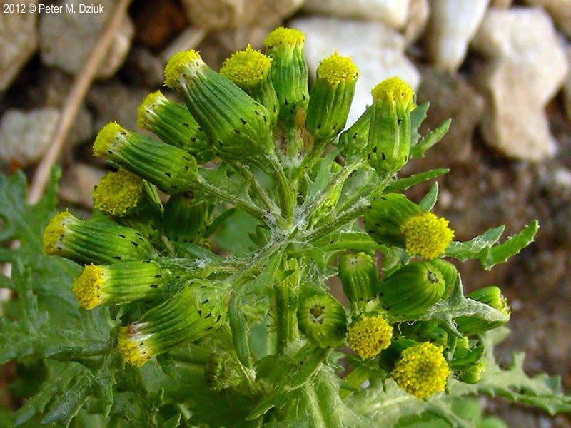 Groundsel (Senecio vulgaris)
