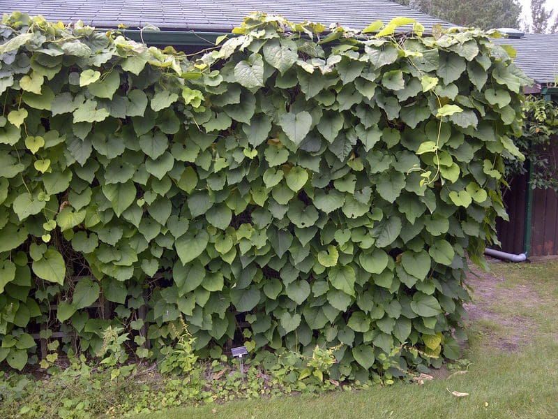 Dutchman’s Pipe (Aristolochia macrophylla)