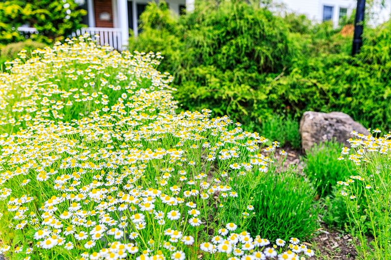 Chamomile Lawns