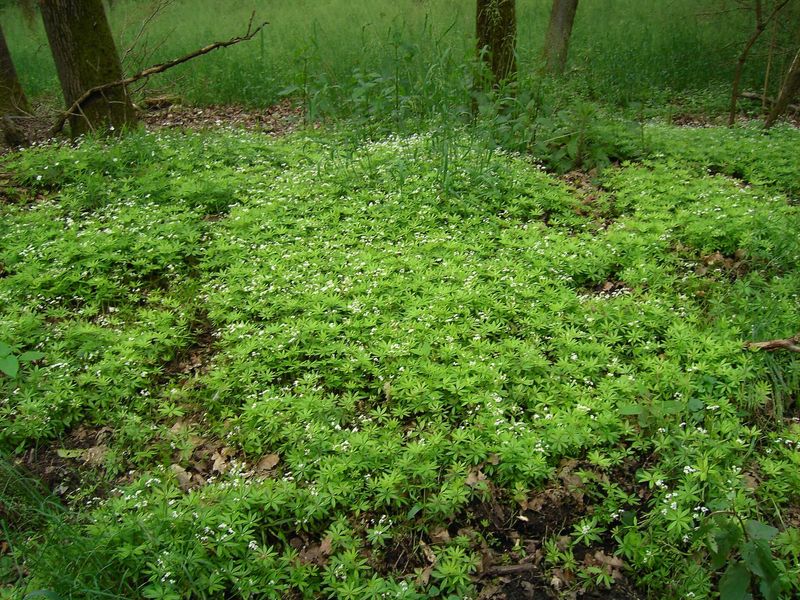Majestic Sweet Woodruff