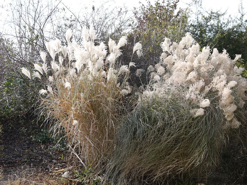 Chinese Silvergrass