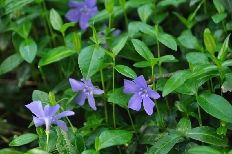 Vinca Minor