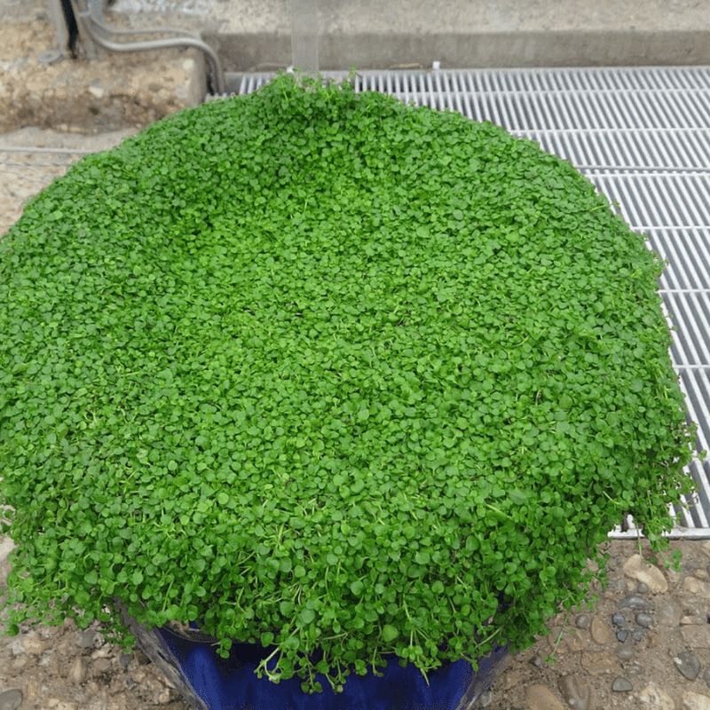 Corsican Mint (Mentha requienii)