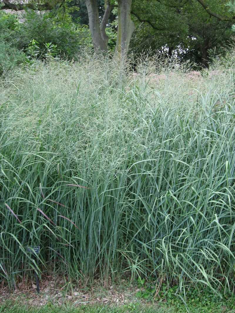 Switchgrass