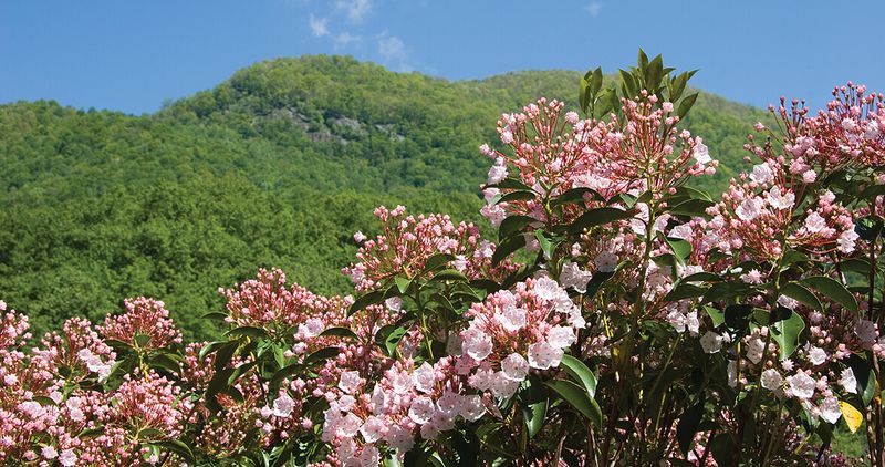 Mountain Laurel