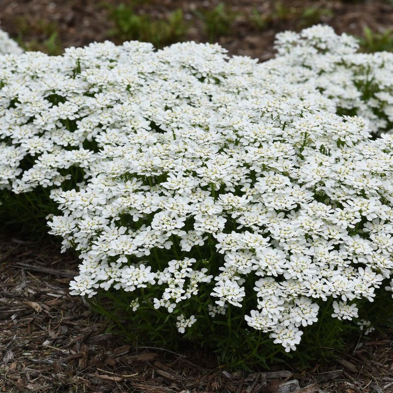 Candytuft