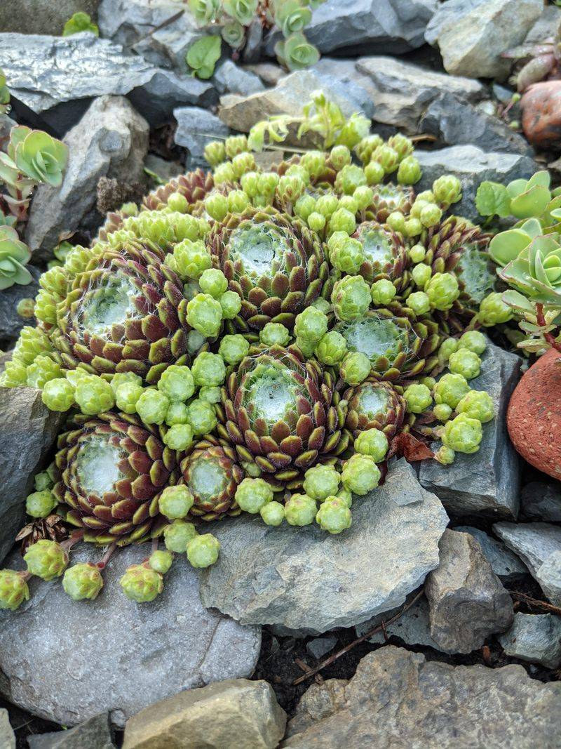 Hens and Chicks