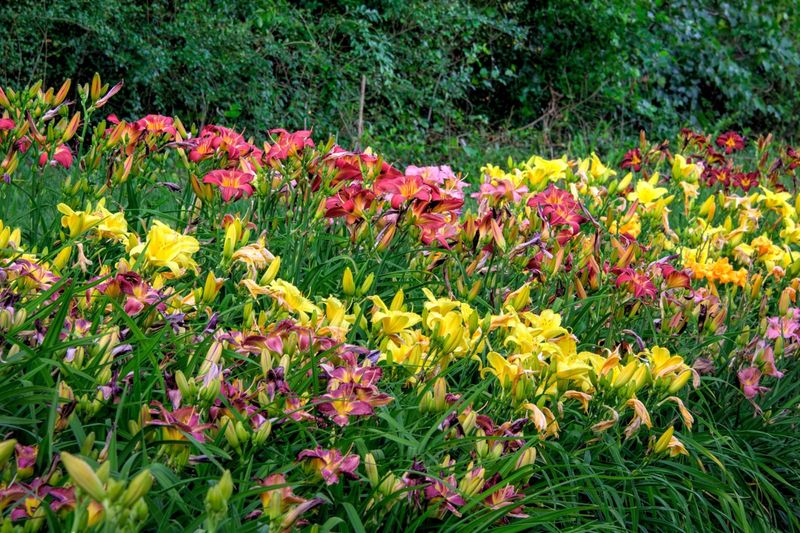 Daylilies (Hemerocallis)