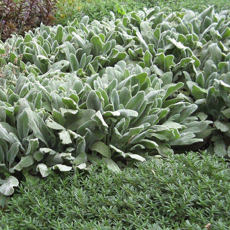 Lamb’s Ear (Stachys byzantina)