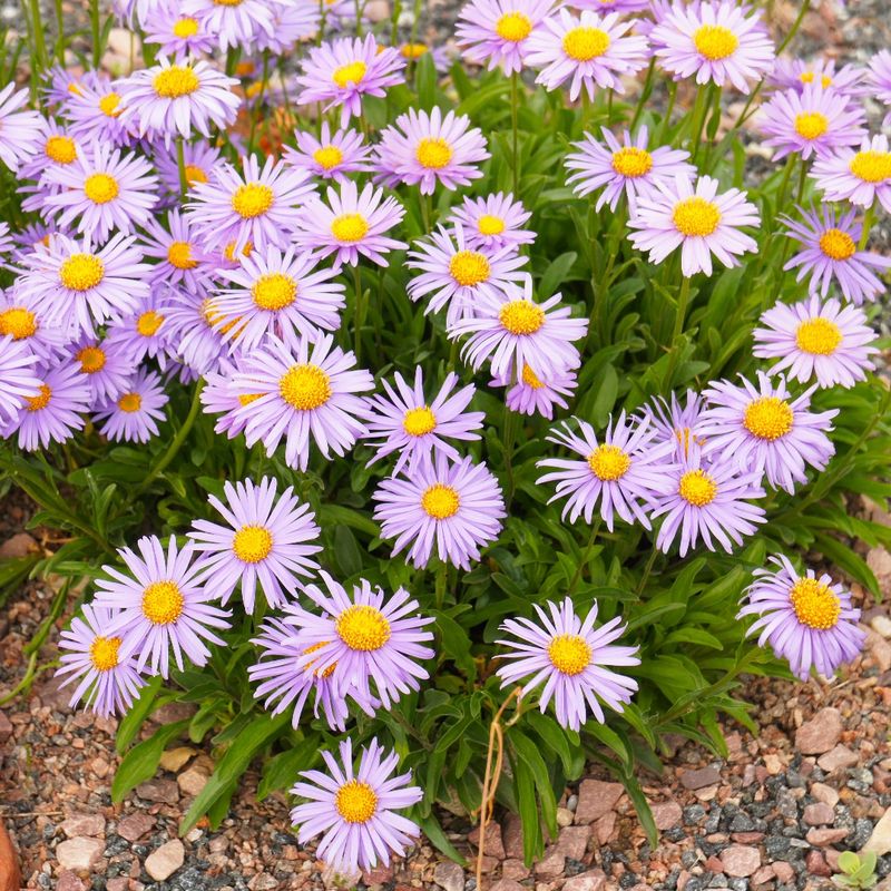 Alpine Aster