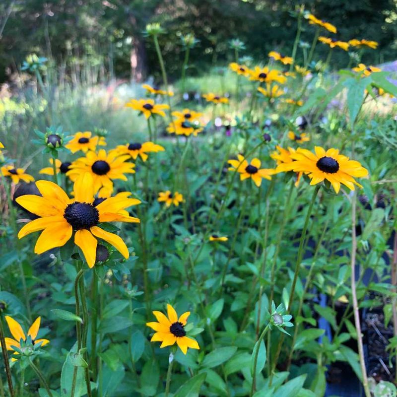 Rudbeckia