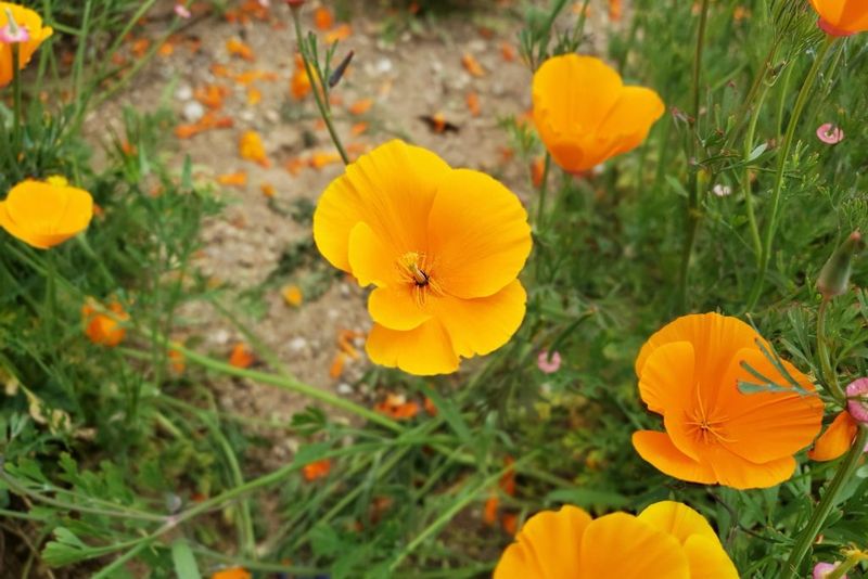 California Poppy